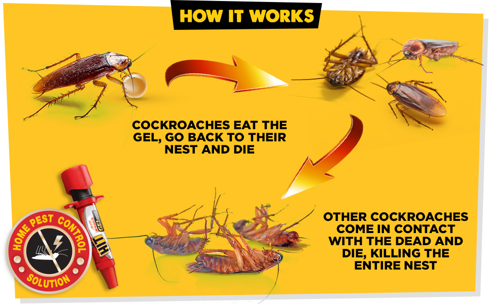 resulting in the elimination of other cockroaches that get in contact with them