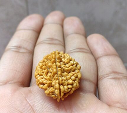 2 MUKHI RUDRAKSHA Two FACE RUDRAKSH Nepal Bead rudraksh (1)