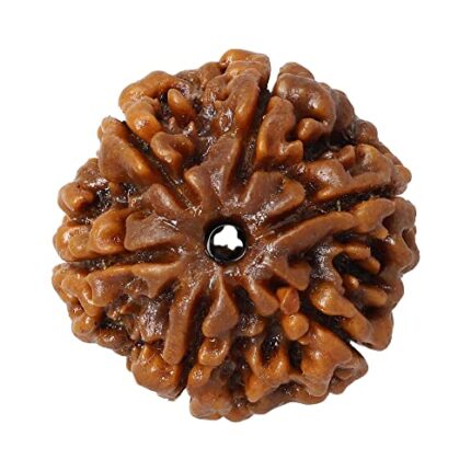 CHAKRADHARI Original and Natural Mantra Siddha Rare 6 Mukhi Nepal Rudraksha