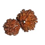 RUDRADIVINE Wooden Gauri Shankar Rudraksha from Nepal with Certificate of Lab for All Rashis (Brown, Standard Size)